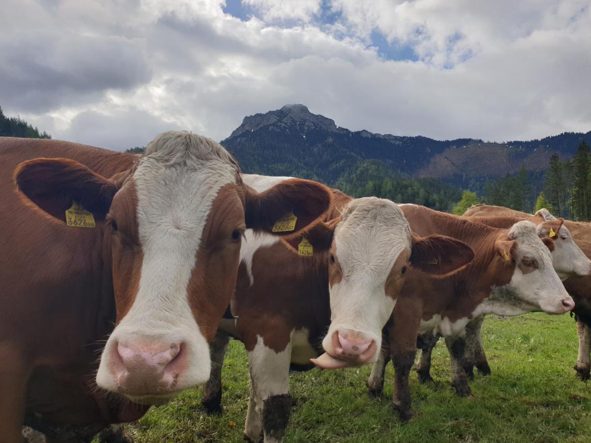Bauernhof Moar Daire Kernhof Dış mekan fotoğraf